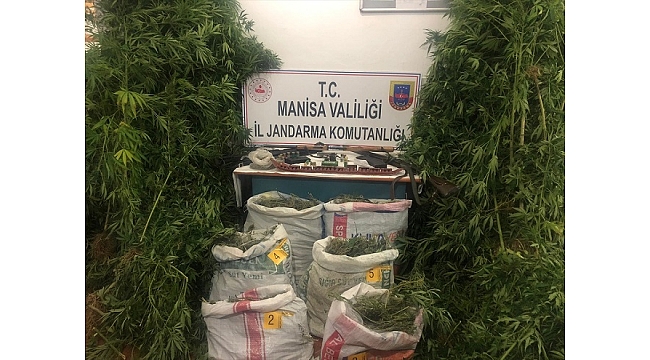 Manisa'da 500 kök kenevir ele geçirildi, 2 kişi yakalandı
