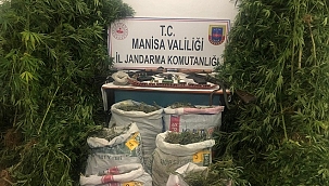Manisa'da 500 kök kenevir ele geçirildi, 2 kişi yakalandı