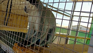 Manisa'da Rhesus cinsi 2 maymuna el konuldu