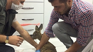 Manisa'da yaralı bulunan karaca tedavi altına alındı
