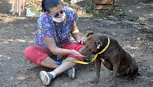 ölen iki pitbull için 30 bin lira ceza kesildi