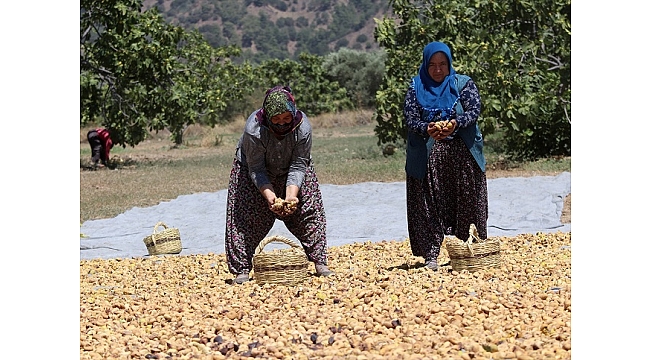 TMO kuru incirde müdahale alımına hazır