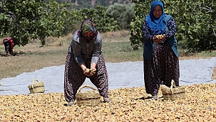 TMO kuru incirde müdahale alımına hazır