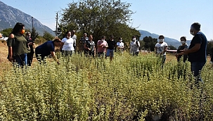 Yetiştirdikleri tıbbi aromatik bitkiler kadınlara kazanç oldu