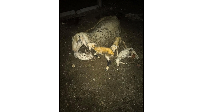 Denizli'de koyun tek batında 4 kuzu doğurdu