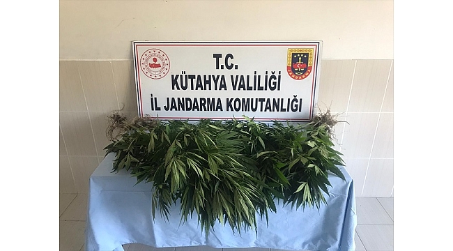 Gediz'de yasa dışı kenevir yetiştiren şüpheli yakalandı