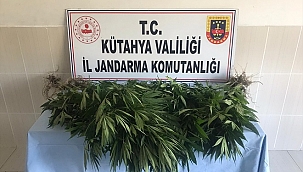 Gediz'de yasa dışı kenevir yetiştiren şüpheli yakalandı