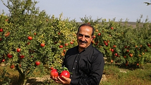 İhracatta nar bereketi