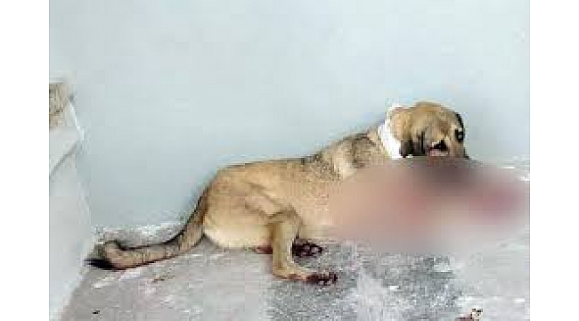 İzmir'de bir kişi tabancayla köpeği yaraladı