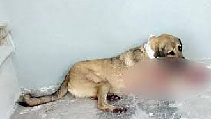 İzmir'de bir kişi tabancayla köpeği yaraladı