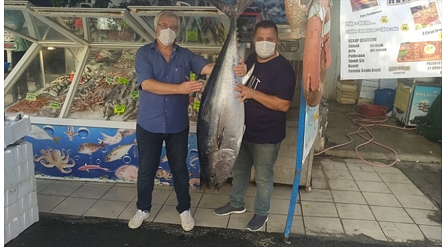 Karaburun'da 50 kiloluk orkinos, ilgi odağı oldu