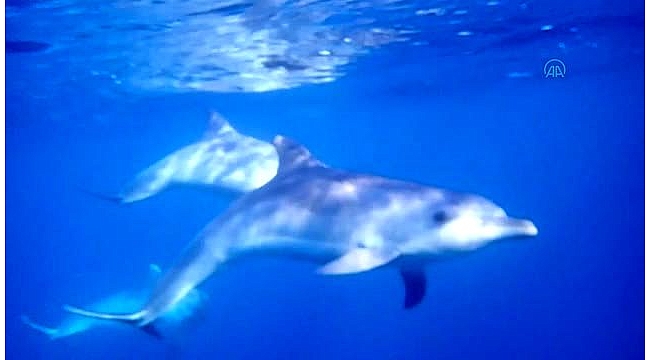 Karaburun'da dalgıçlara yunus sürüsü eşlik etti
