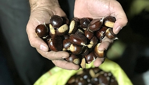 Türkiye'nin kestane pazarı kebapçılarla dolup taşıyor