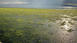 Bostanlı'da deniz, 'deniz marulu' ile kaplandı