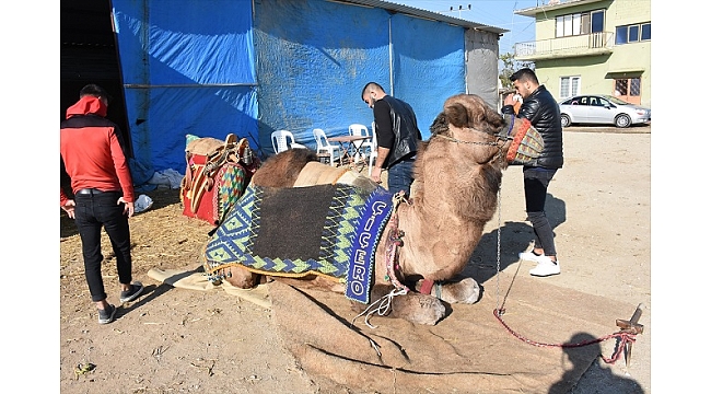 "Deve havutlama" geleneği devam ediyor