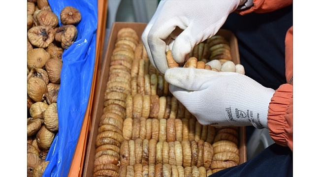 Kuru incirde 1,5 ayda 70 milyon dolarlık ihracat