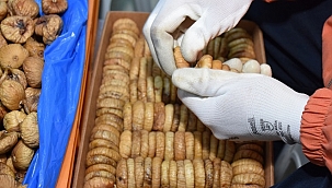 Kuru incirde 1,5 ayda 70 milyon dolarlık ihracat