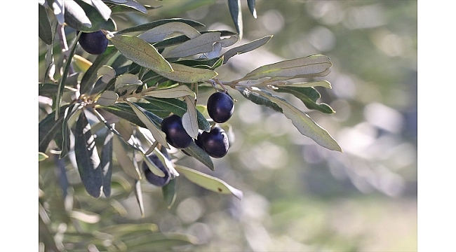 Sofralık zeytin ihracatının yaklaşık yüzde 60'ı 3 ülkeye yapıldı