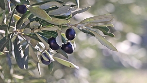 Sofralık zeytin ihracatının yaklaşık yüzde 60'ı 3 ülkeye yapıldı