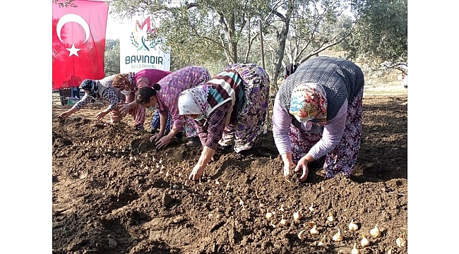 Bayındır'daki üreticilere "nergis" desteği