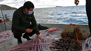 Deniz patlıcanında kota 40 kilo