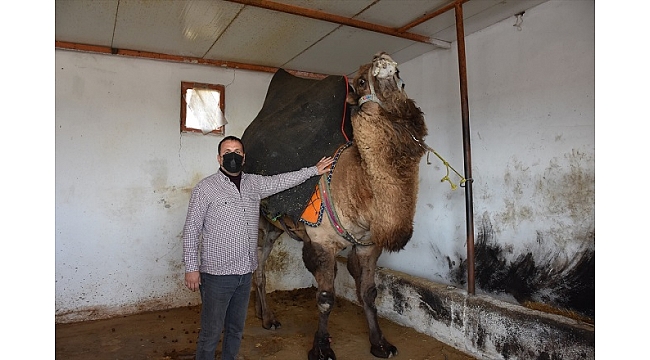 Deve Güreşleri Seyircisiz olsun