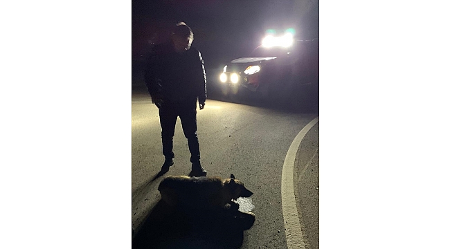 Dinar Kaymakamı  yaralı köpeğe yardım etti