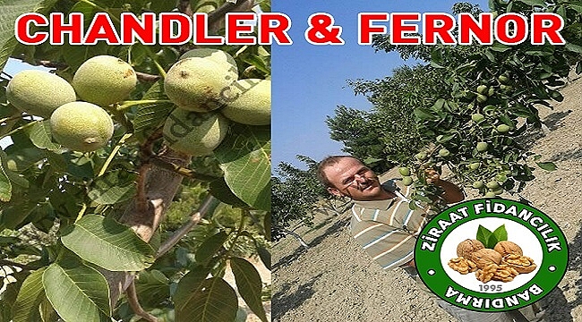 En İyi Ceviz Fidanı Çeşidi Seçerek Ceviz Bahçesi Kurulumu