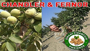 En İyi Ceviz Fidanı Çeşidi Seçerek Ceviz Bahçesi Kurulumu