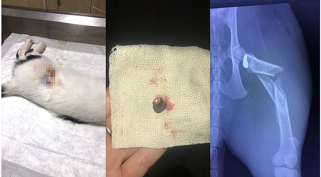 Havalı tüfekle vurulan kediyi vurdular
