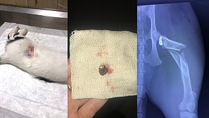 Havalı tüfekle vurulan kediyi vurdular