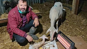 İzmir'de bir koyun dördüz doğurdu