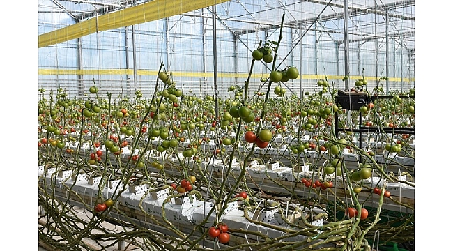 Jeotermal seralarda üretilen domatesler yurt dışına da gönderiliyor