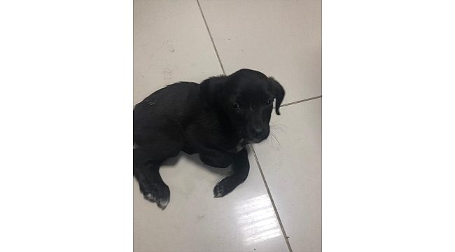 Köpek yavrusunu sopayla darpedene  para cezası