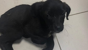 Köpek yavrusunu sopayla darpedene para cezası