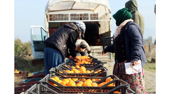 Mandalina üreticileri sezonu "mutlu" uğurluyor