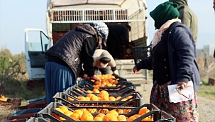 Mandalina üreticileri sezonu