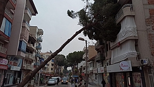 Salihli'de çam ağacı, apartmanın üzerine devrildi