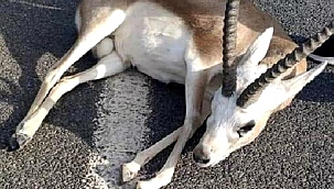 Yaralı ceylanı veterinere götürmek için alıp, 'telef oldu' diyen 2 kişiye 24 bin lira ceza