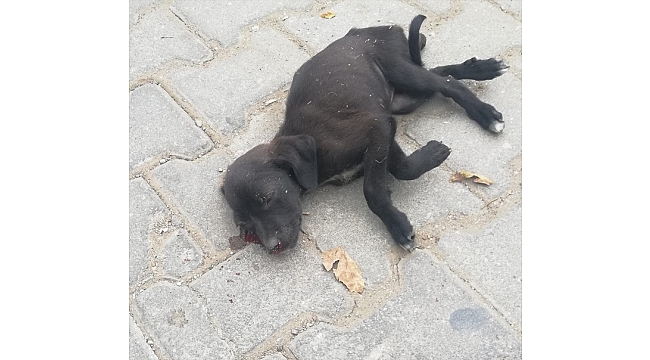 Yavru köpeğe sopayla vuran kadına 947 lira ceza