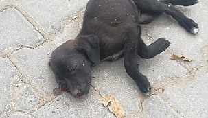 Yavru köpeğe sopayla vuran kadına 947 lira ceza