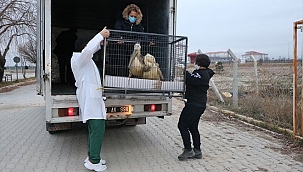 9 yaban hayvanı, Ormanya Doğal Yaşam Parkına gönderildi