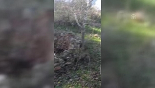 Bodrum'da kuyuya düşen yaban domuzu kurtarıldı