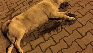 Manisa'da pompalı tüfekle köpeği öldüren kişi yakalandı