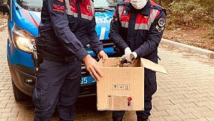 Yaralı şahini jandarma ekipleri kurtardı