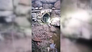 Menfezde mahsur kalan yavru köpeği itfaiye kurtardı