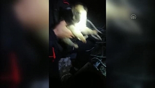 Su kuyusuna düşen köpek yavrusunu AFAD ekipleri kurtardı