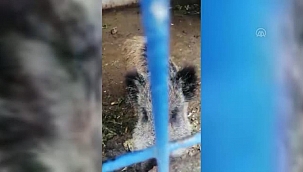 Bodrum'da tedavi edilen yaban domuzunu evcil hayvan gibi besliyor