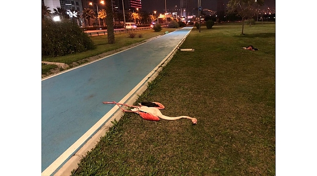 Flamingoları kim katletti?