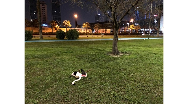 Flamingoların ölüm nedeni araştırılıyor